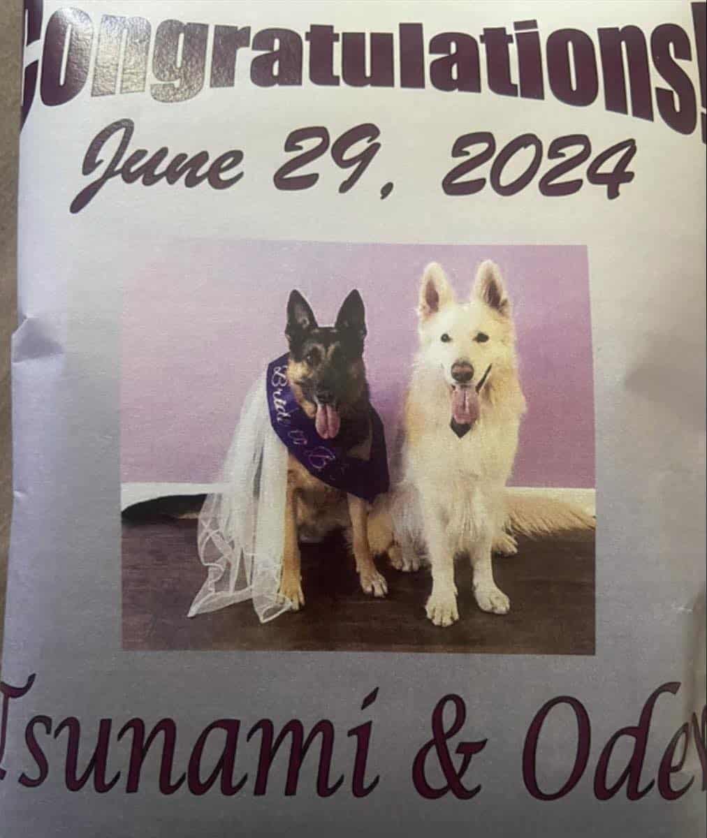 Mixed feeling trail white wedding of two dogs 